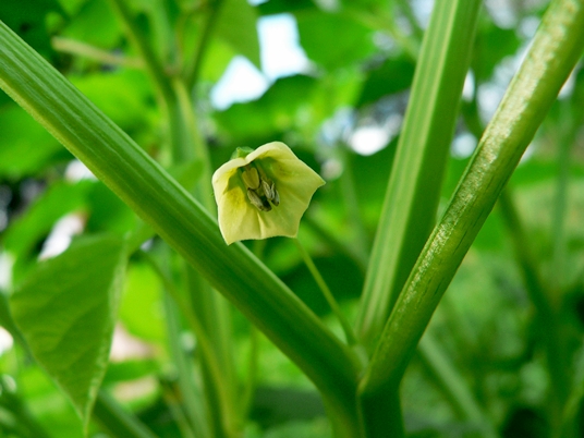 {Physalis heterophylla}